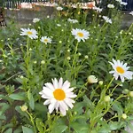 Amadina Garden Хотел *