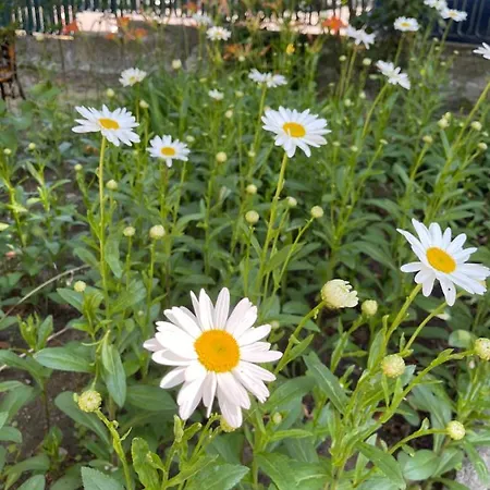 Amadina Garden 酒店 *