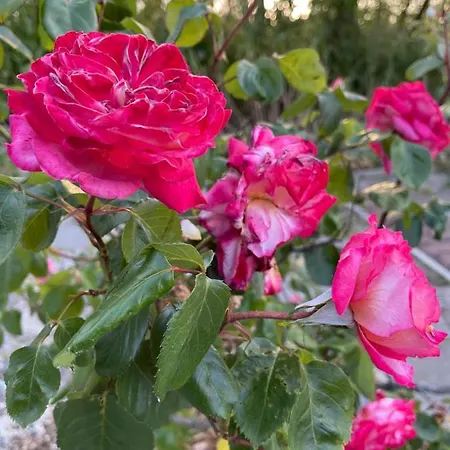 ホテル Amadina Garden *