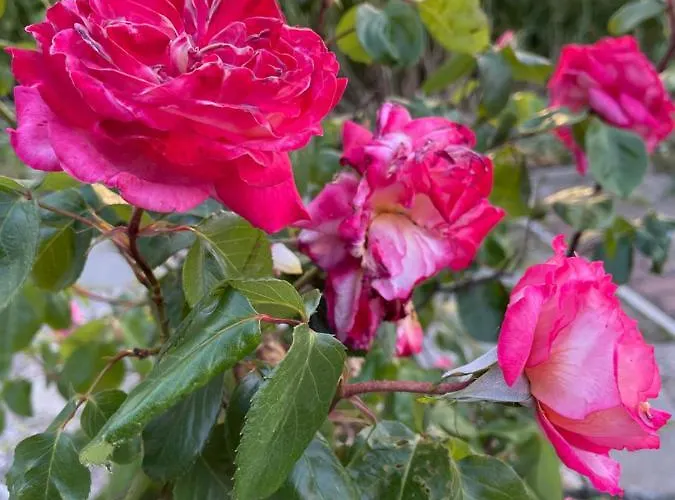 Hotel Amadina Garden *